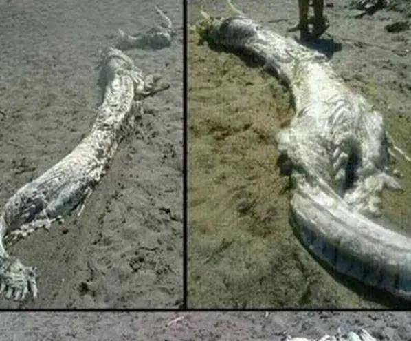 十二生肖里的龙为什么不存在,十二生肖为什么没见过龙这种动物