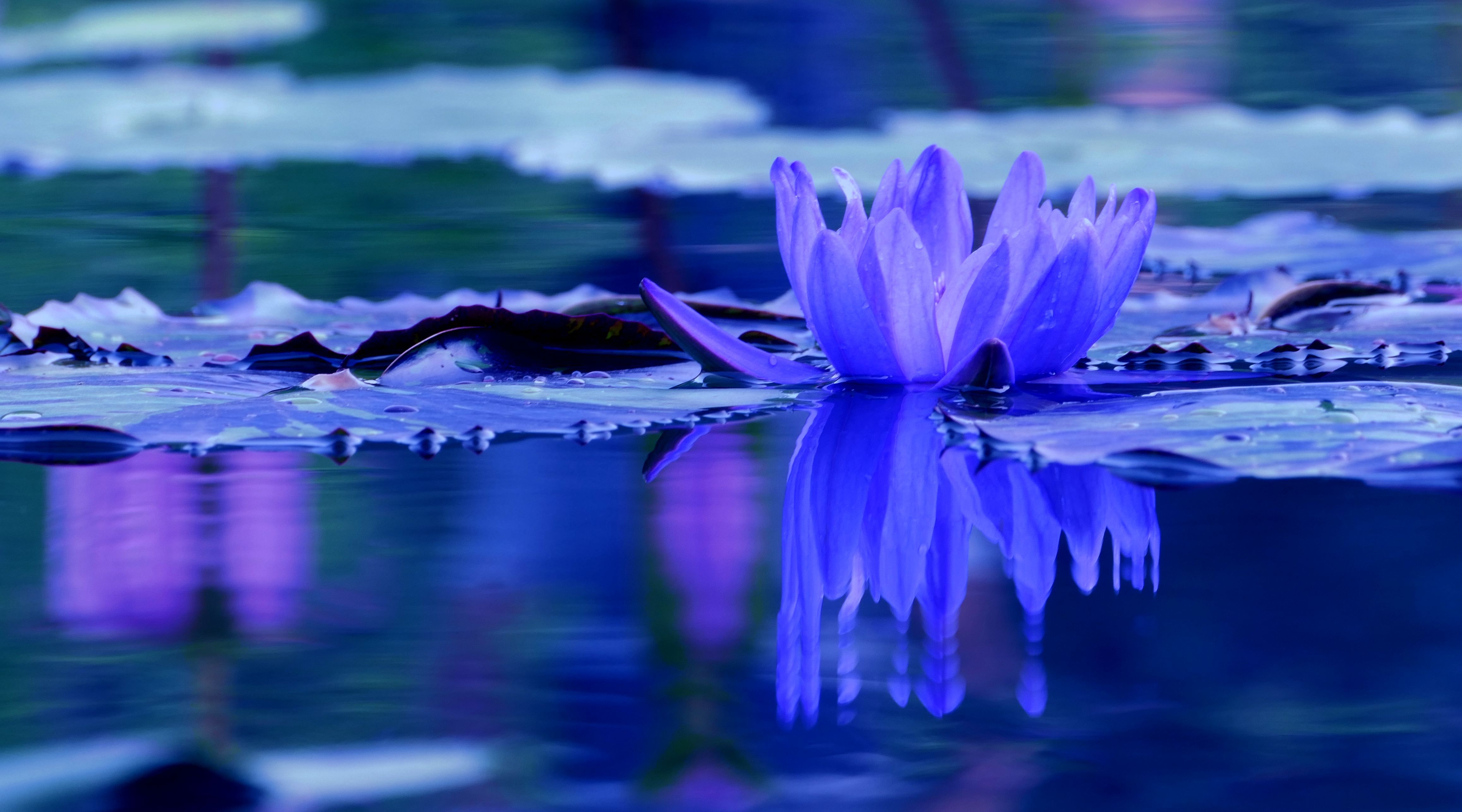 春色满园、百花争艳,究竟哪首“花歌”最惊艳?