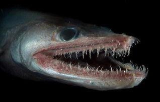 鳗鱼是一种神奇的生物,鳗鱼神奇物种