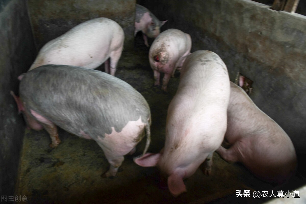 现在养牛怎么养最挣钱养什么牛好,家庭养牛养殖新技术有哪些