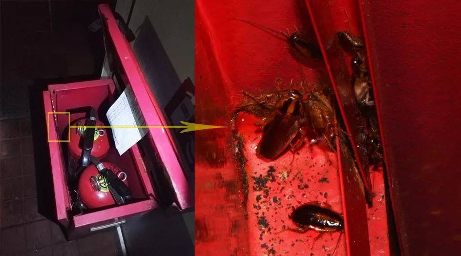 蟑螂怎么正确消灭最彻底非广告,蟑螂怎么正确消灭最彻底不看广告