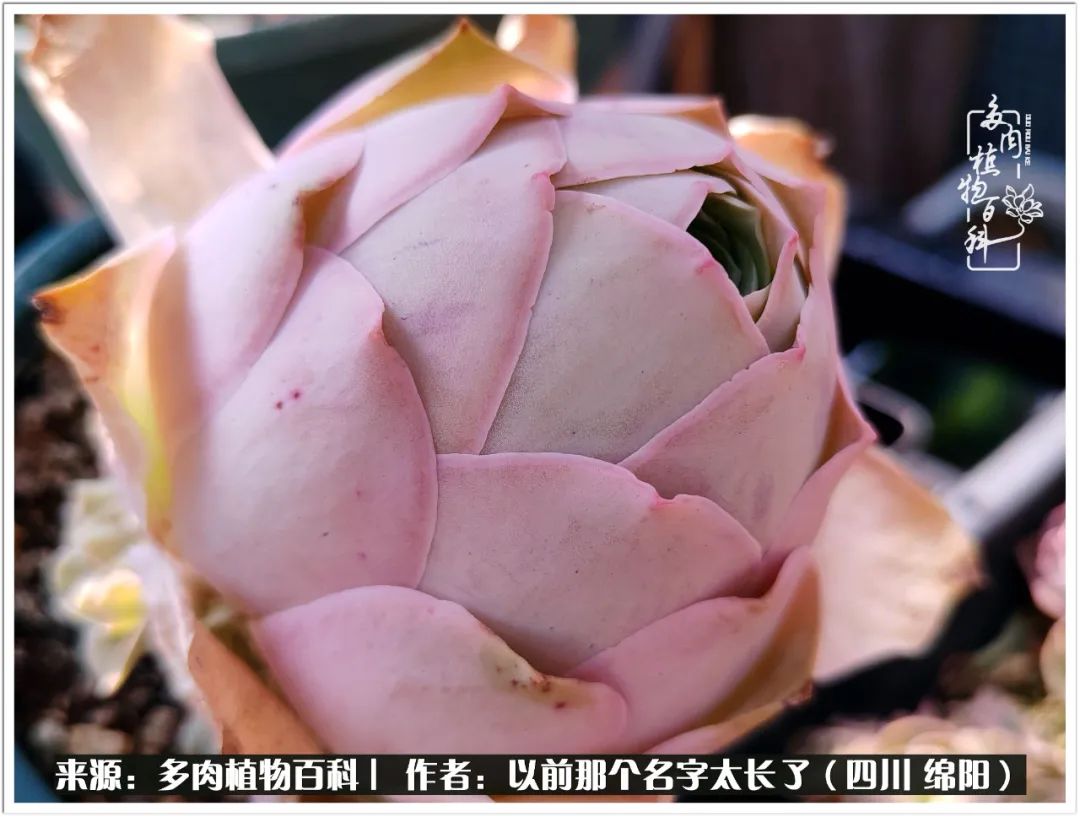 夏天山地玫瑰,小清新山地玫瑰