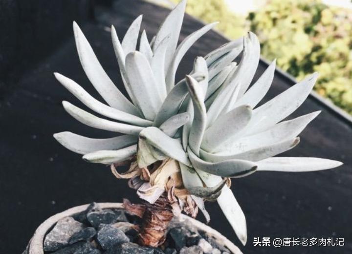 最好养的仙女杯多肉,多肉仙女杯最佳状态