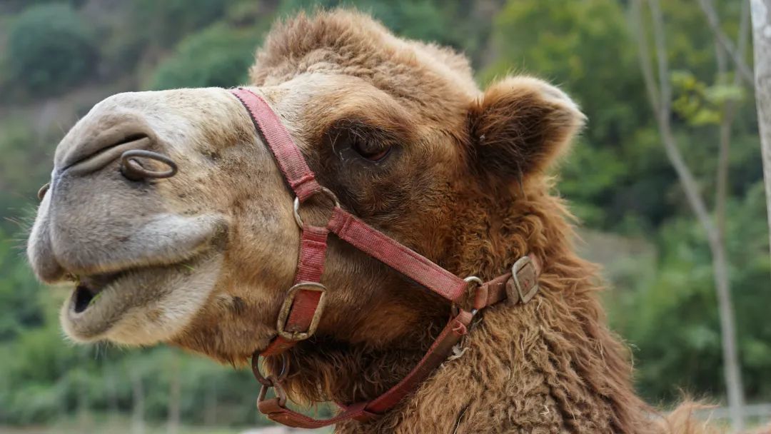 五一去哪玩浦江,浦江十一旅游好去处