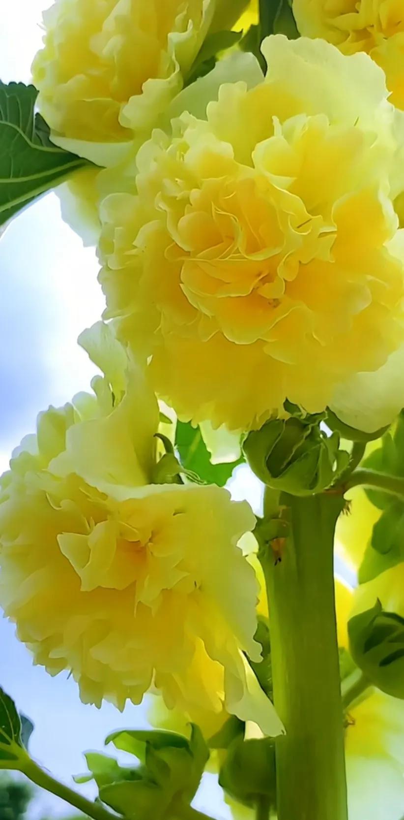 蜀葵花唯美大图片,世上最美的蜀葵花图片图文