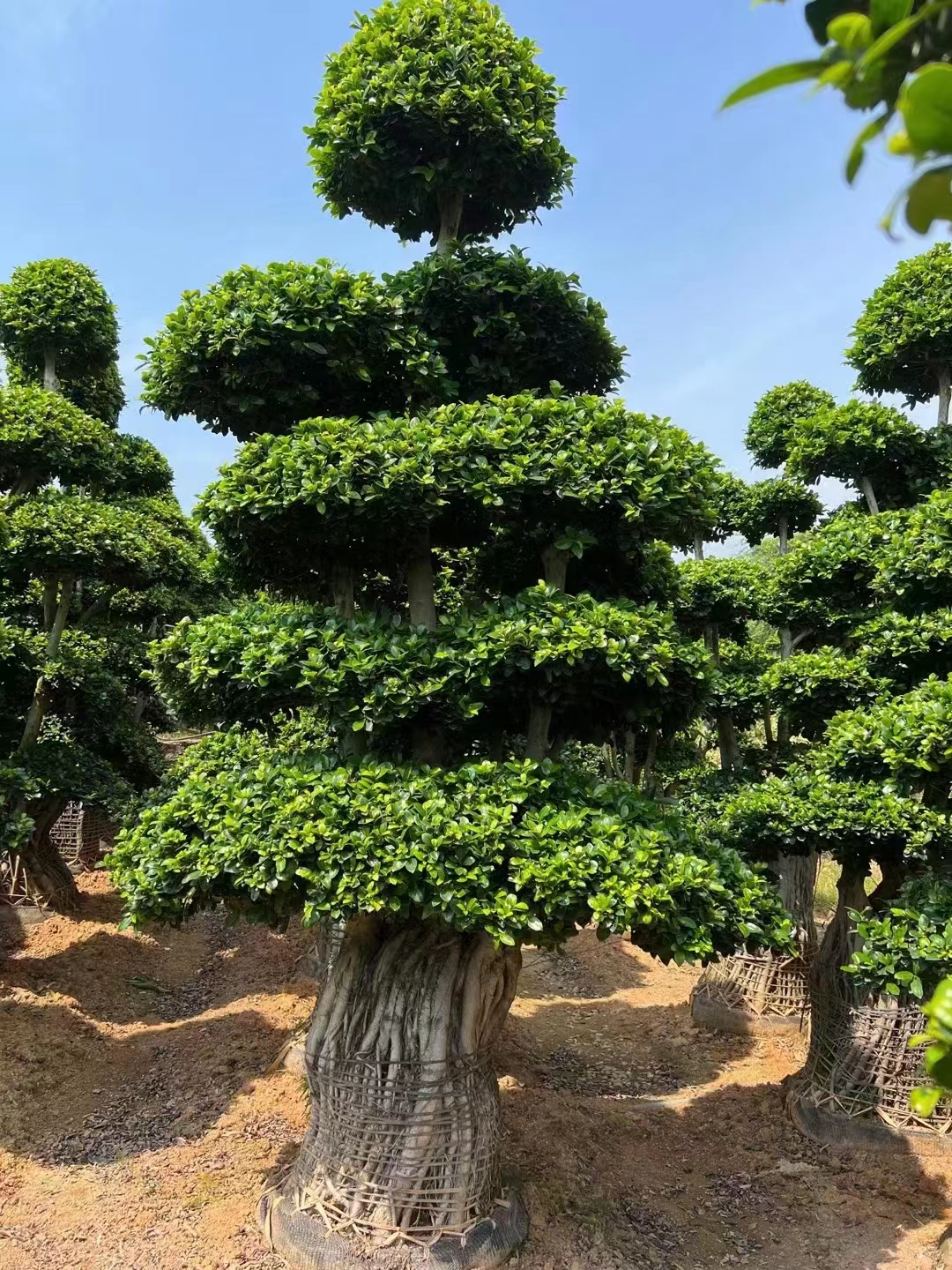 榕树是怎样播种的,榕树种子育苗详细教程