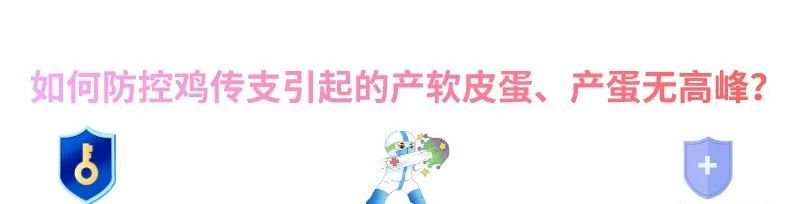 软蛋的特征,为什么出来的蛋是软蛋