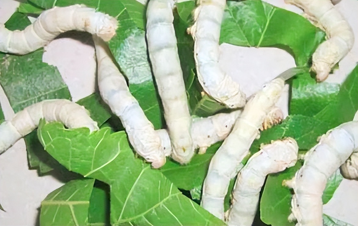 以前古代都怎么避孕的,古代没有避孕怎么办