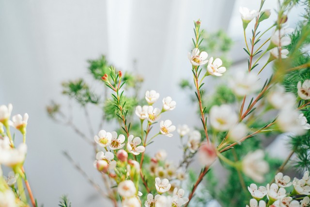 腊梅澳洲腊梅有香味吗,澳洲腊梅怎么感觉像假的