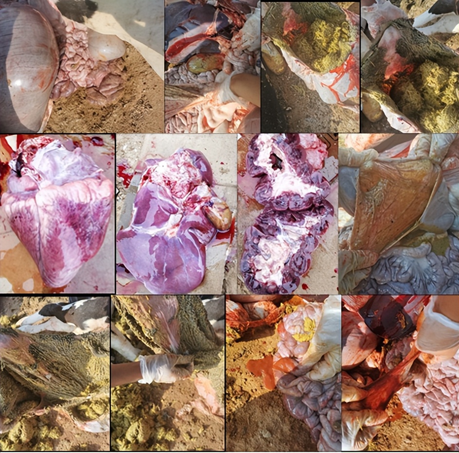 张廷青博士:牛莫能菌素中毒的诊疗报告