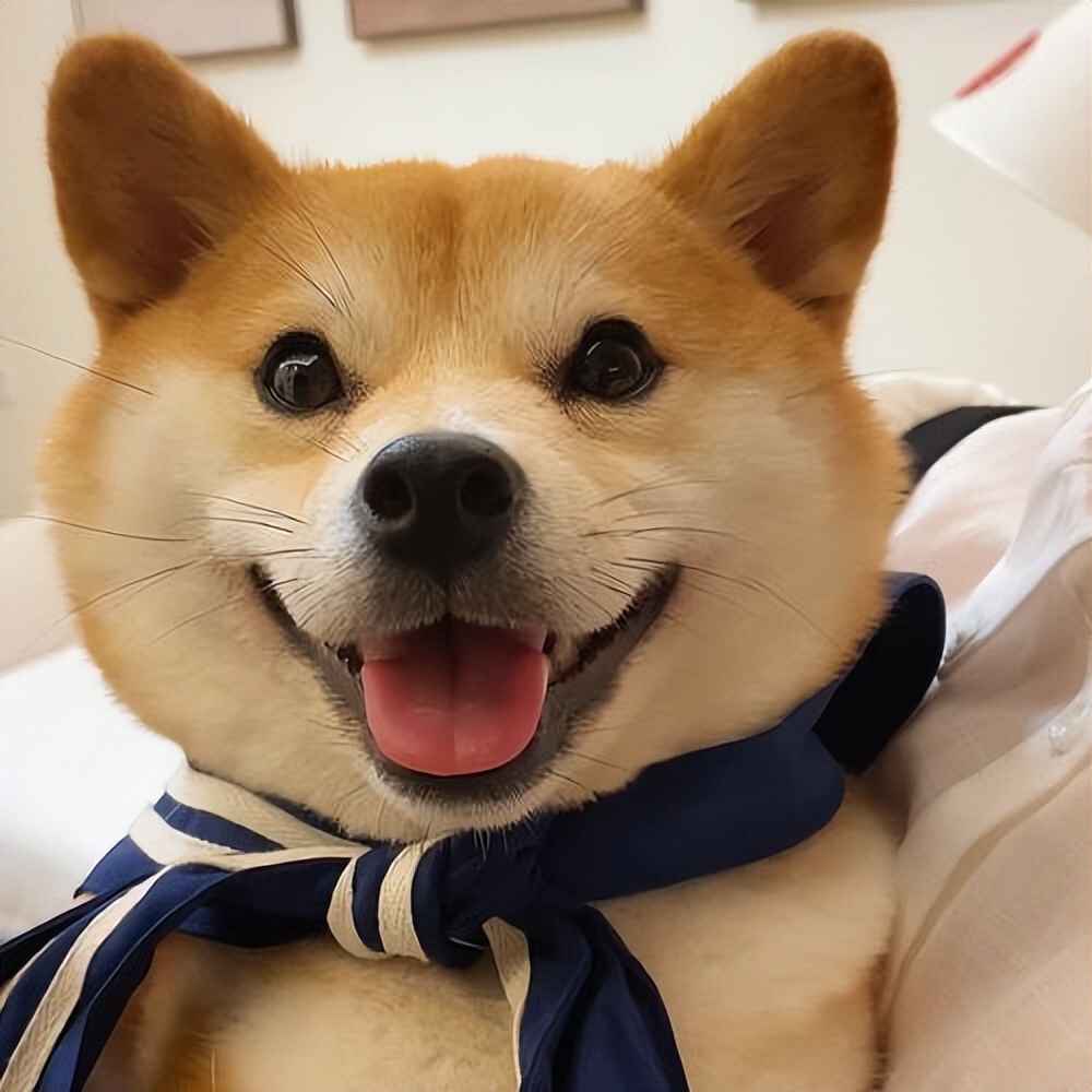 身价8000的柴犬的表现是这样的,什么狗最好养又便宜柴犬