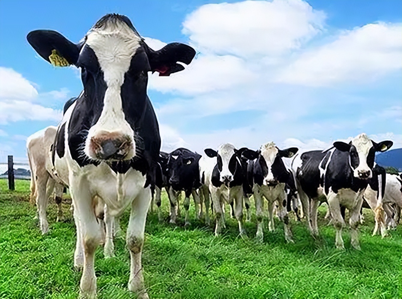 挤压豌豆作为有机高山农场奶牛饲料，为奶牛提供大豆蛋白是否可行