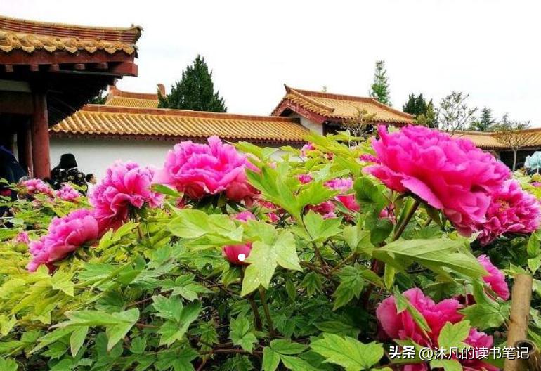郑州周边，洛阳牡丹一日游，本地人看牡丹的几个地方推荐！