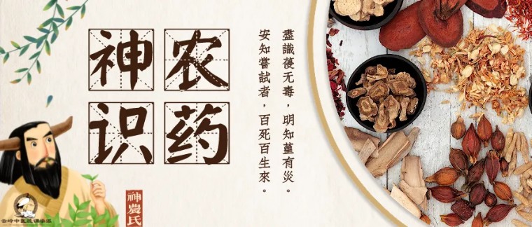 倪海厦讲神农本草经蒲公英,中医认为蒲公英具有清热解毒