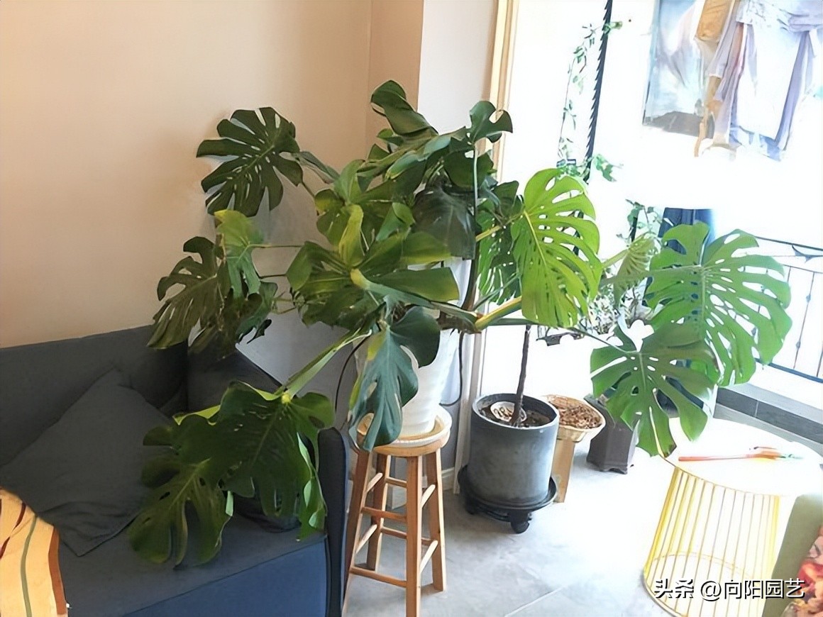 植物净化甲醛有用吗,植物吸甲醛是真的吗