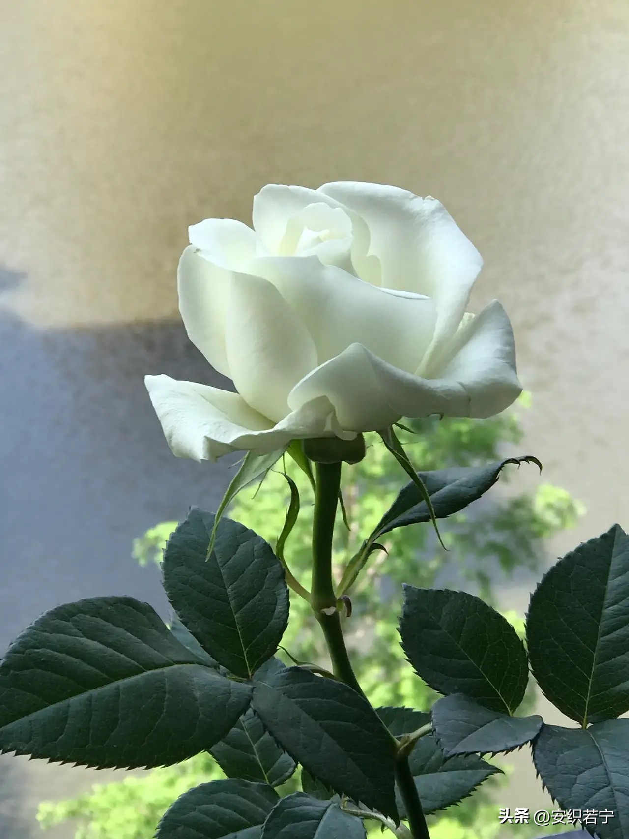 比较推荐的月季,十种夏天好养的月季