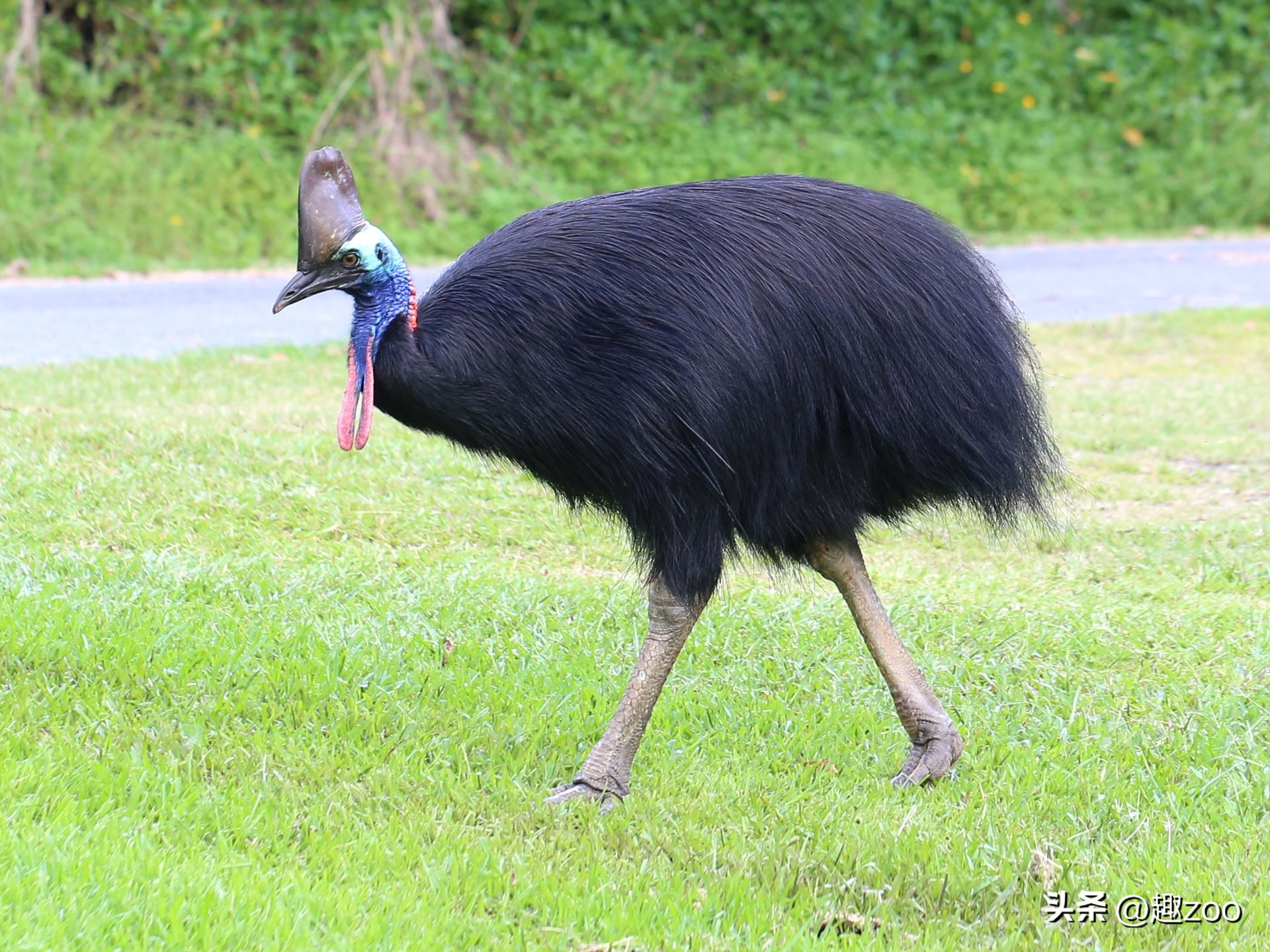 动物攻击力排行,十大攻击力最强动物