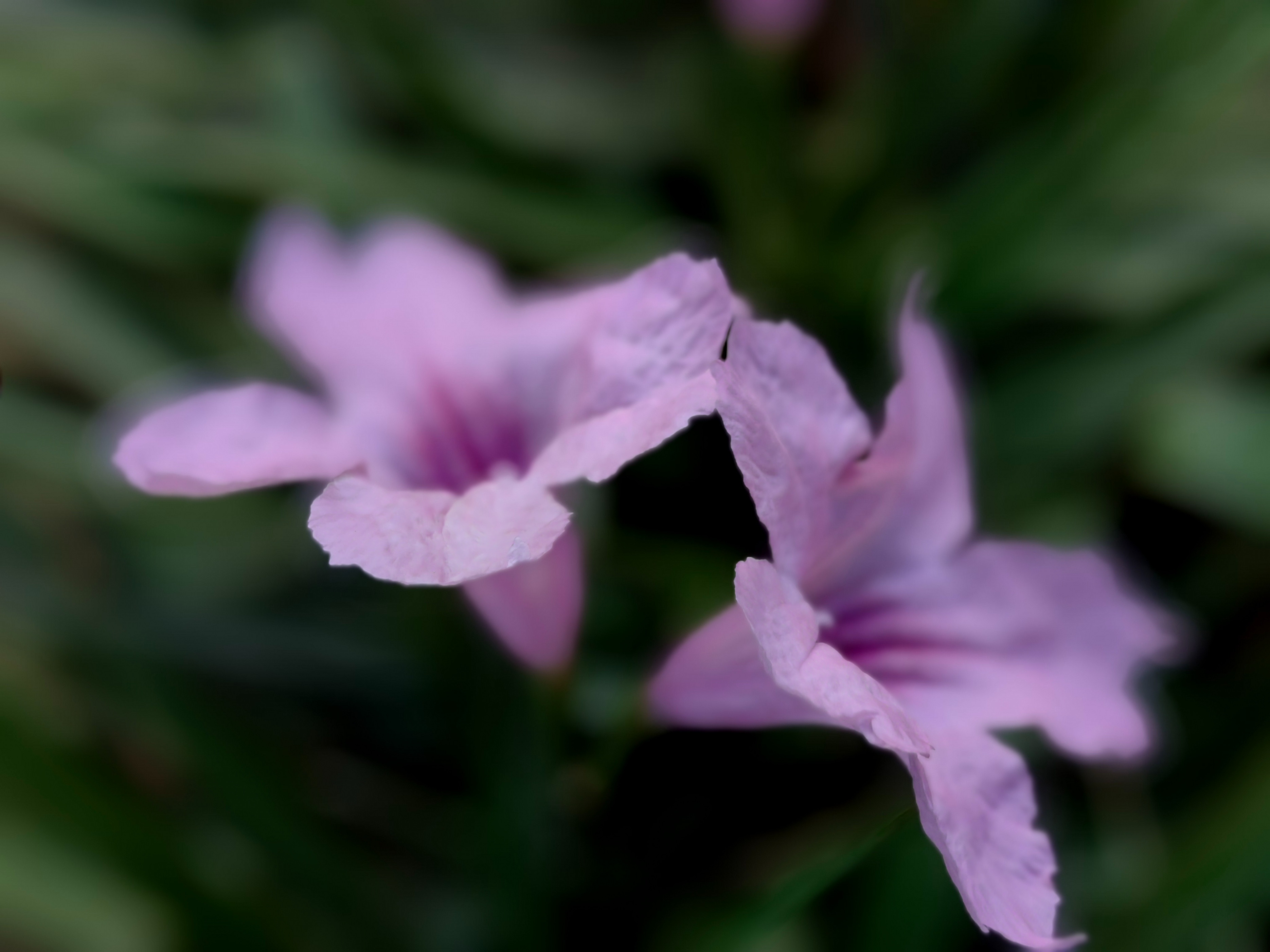 紫色兰花草:,蓝色花草品种