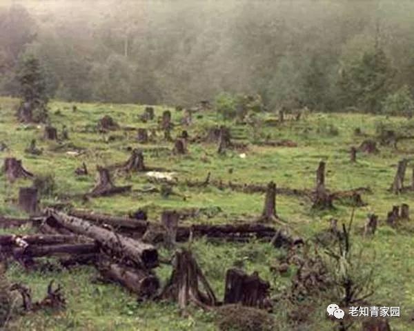 陈凯歌老照片大全集,陈凯歌的知青岁月