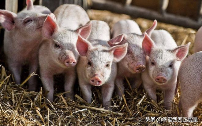 仔猪去势能做疫苗吗,仔猪皮肤病能用碘酒吗