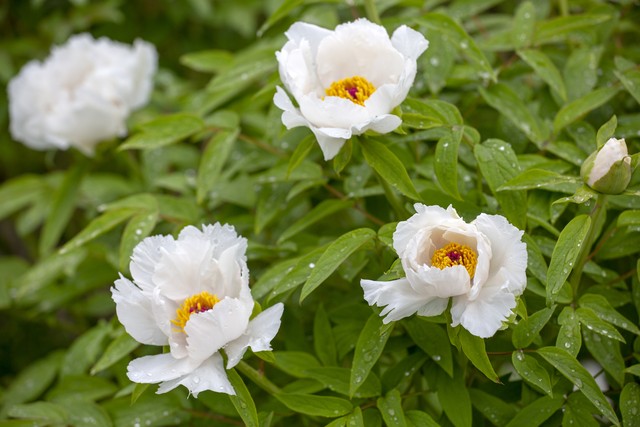 大姨妈量少怎么办,大姨妈来了怎么缓解疼痛