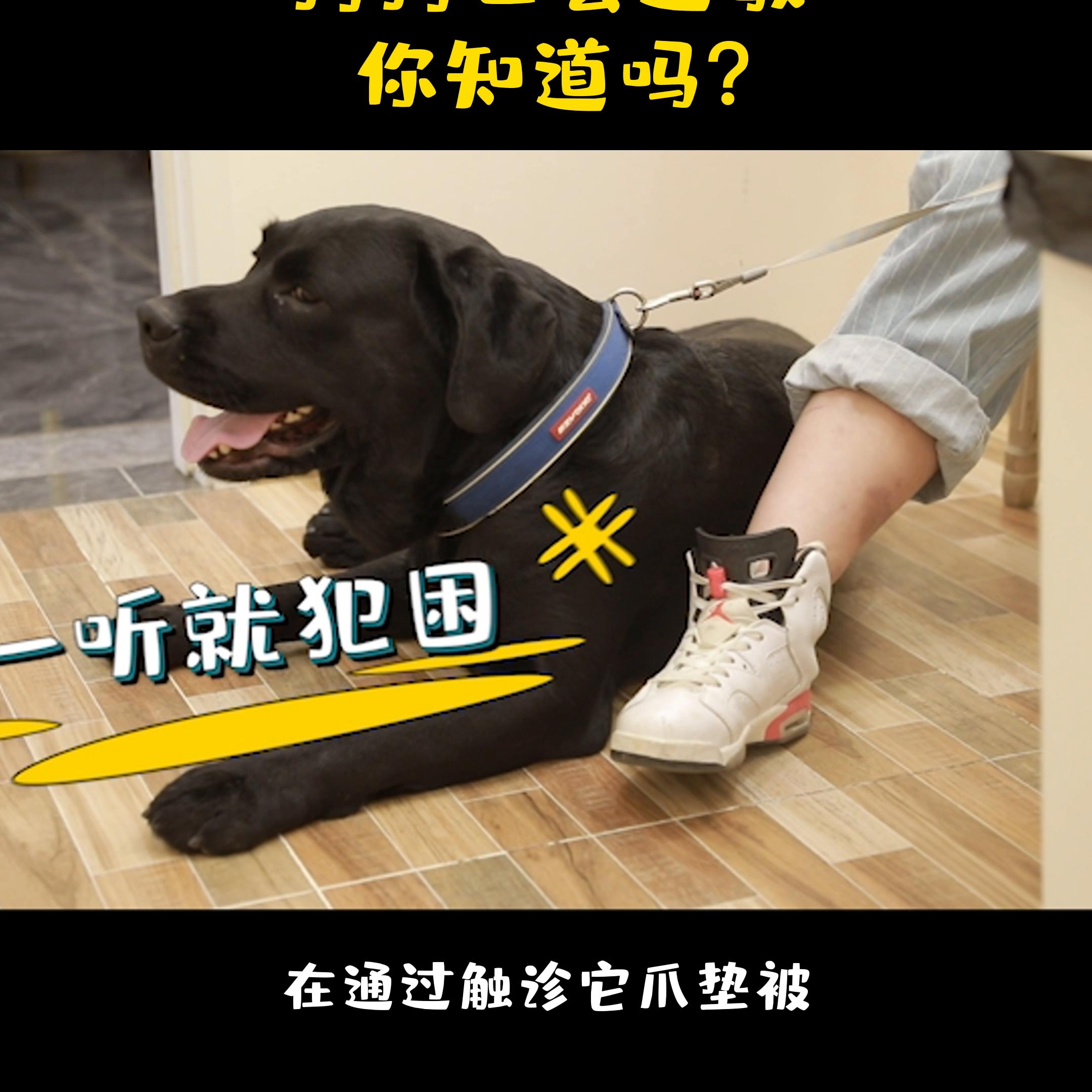 狗狗一般过敏是怎么回事,狗狗经常过敏需要治疗吗