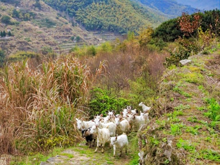高考沈娟事件,高考沈娟现在的状况