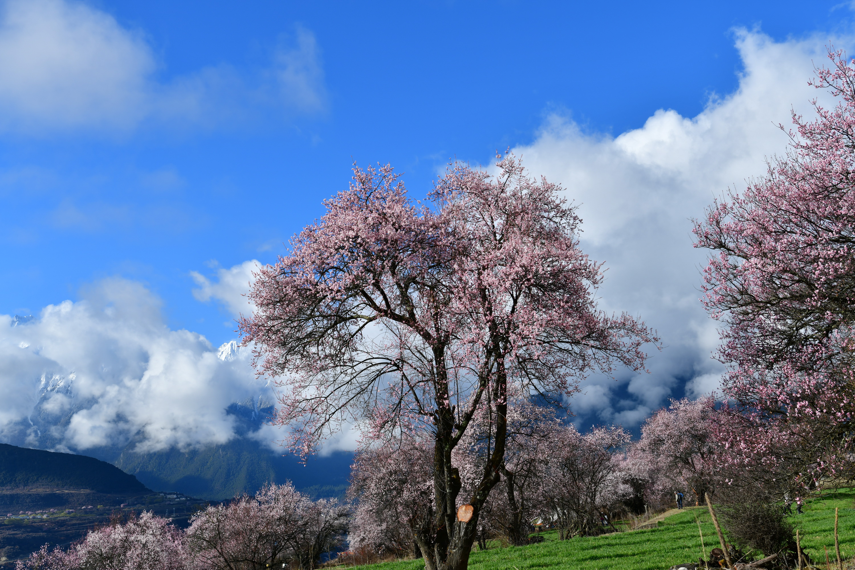 我的林芝一日游攻略,林芝看桃花西藏之旅