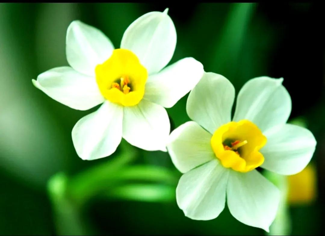 古诗词中的水仙花：飘零尘俗客再见水仙花