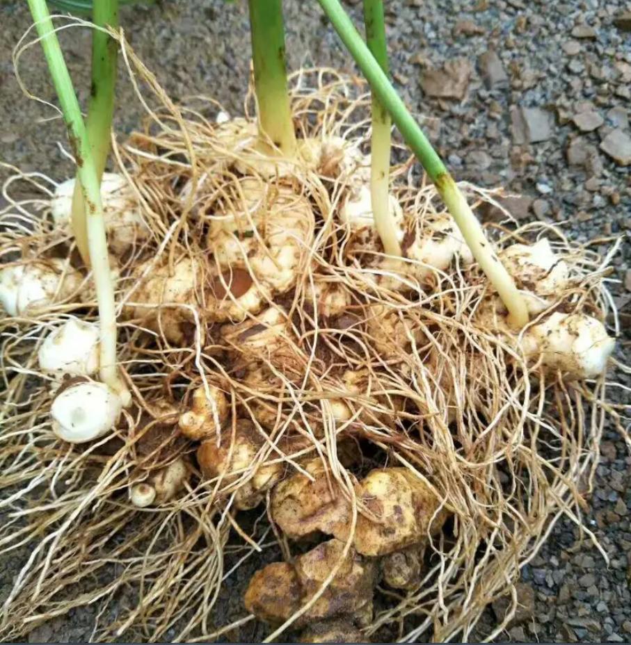 5毛钱一斤没人要的“野草”,小伙竟看出商机,2019年赚1760万元