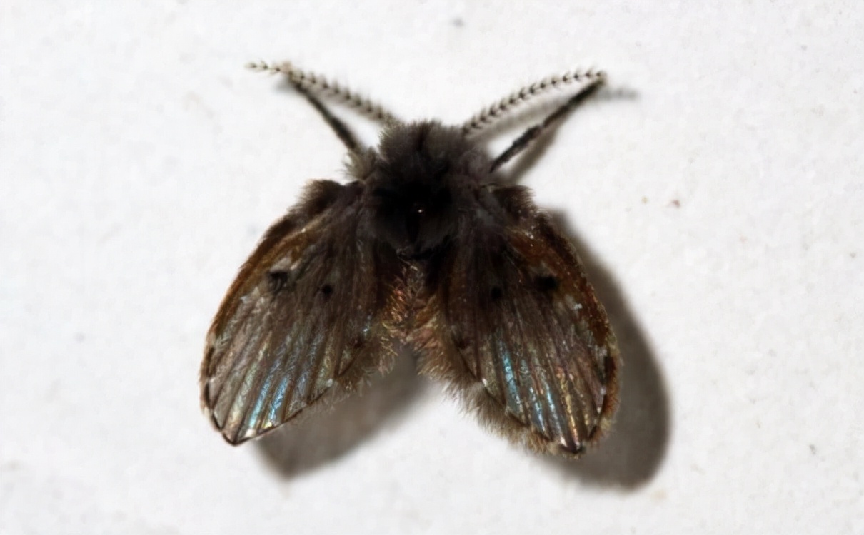 卫生间小飞虫蛾蚋的危害,卫生间小飞虫有多可怕