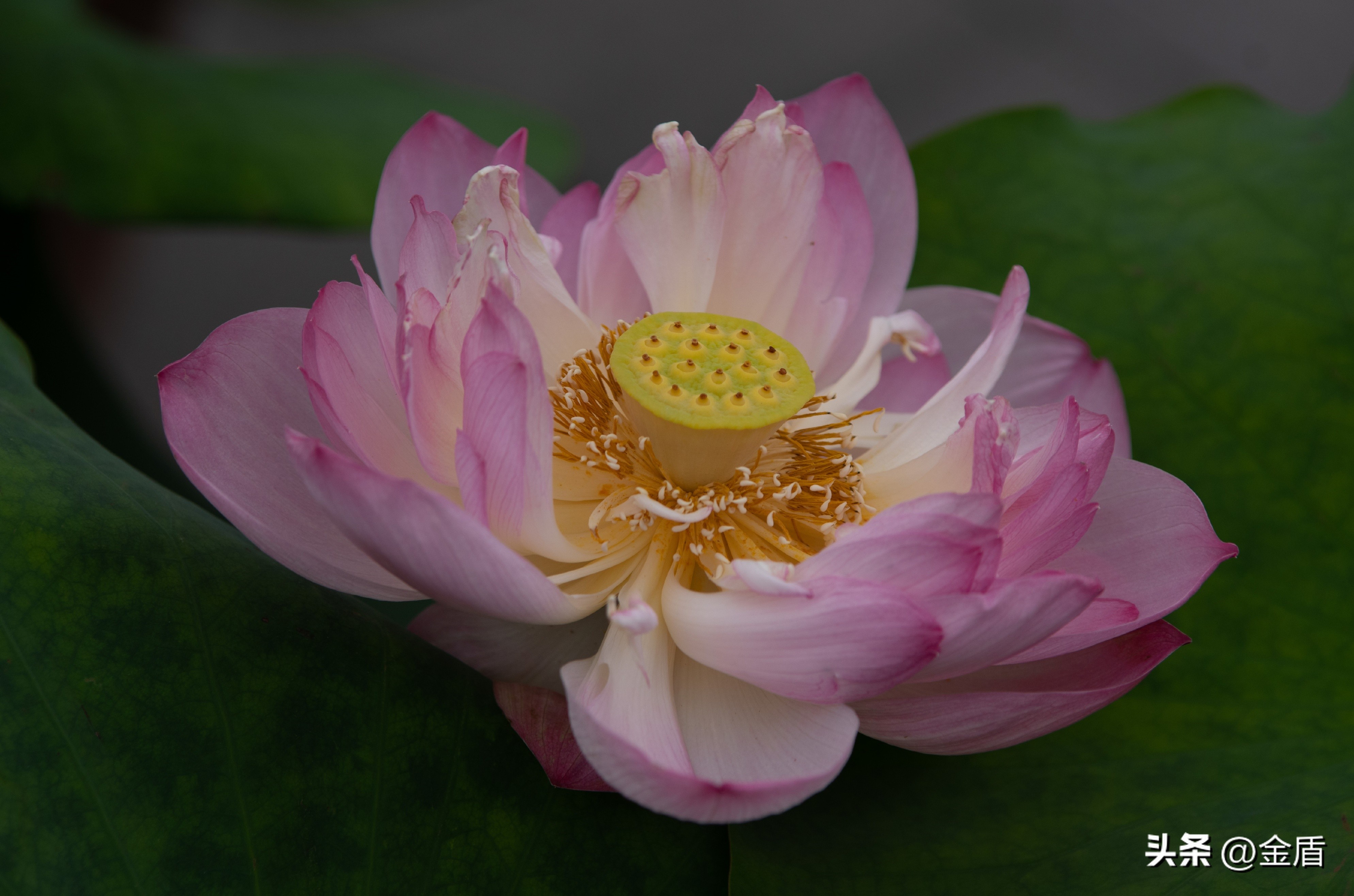 纯洁无瑕的荷花,荷花象征着纯洁无瑕