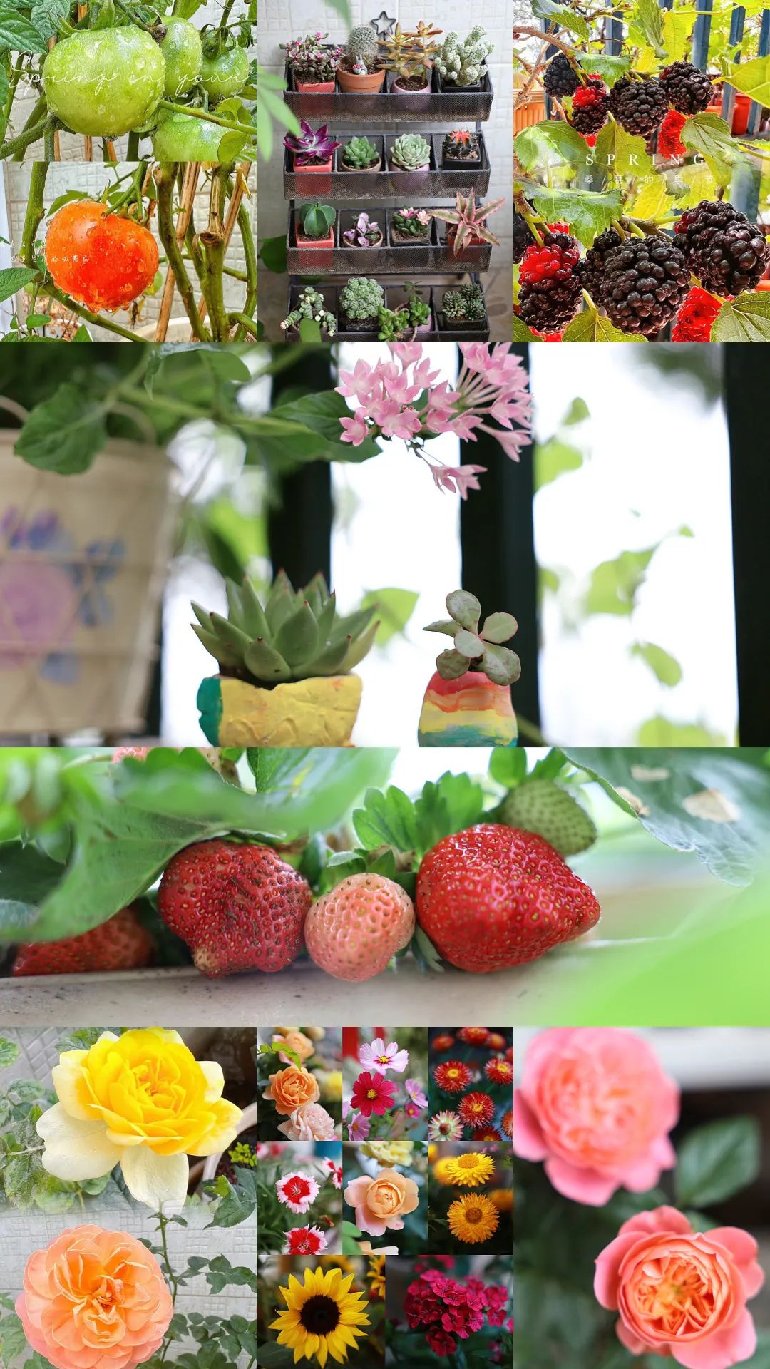 很多人羡慕的阳台,让别人羡慕的阳台