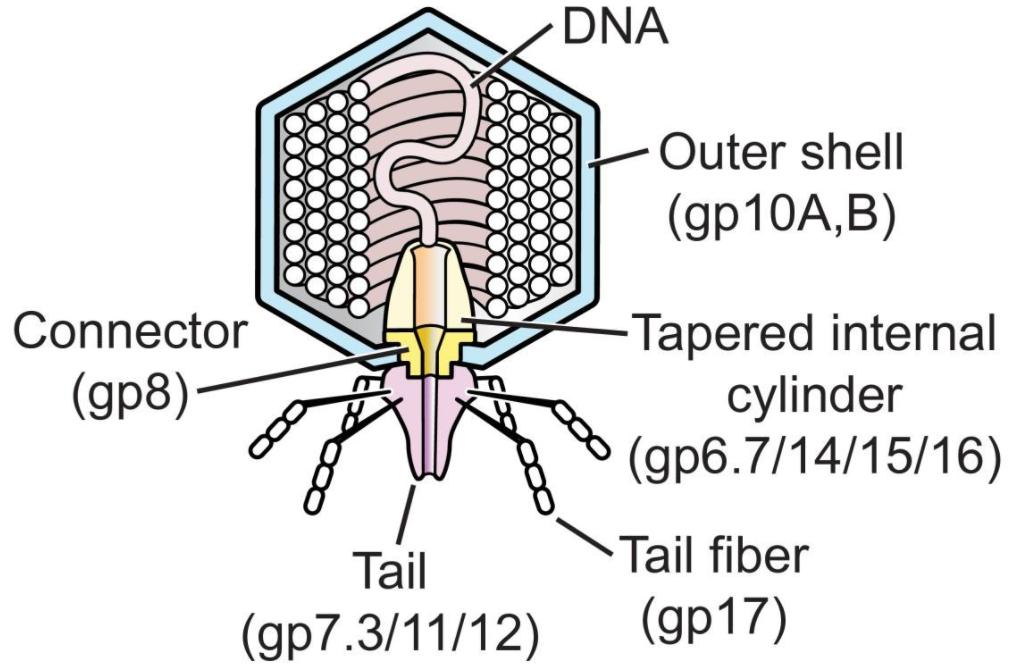 非洲硬舌异口尼罗河的日粮广度变化：对物种保护和水产养殖的影响