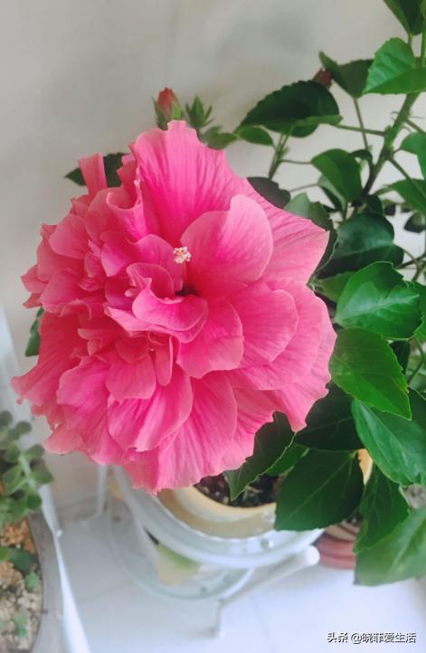 什么花最旺人旺家又好养好看,最旺家招财又好看好养的花