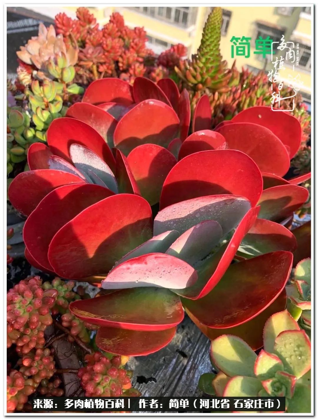 自从养了多肉以后视频,养多肉治愈生活中的疲惫和琐碎