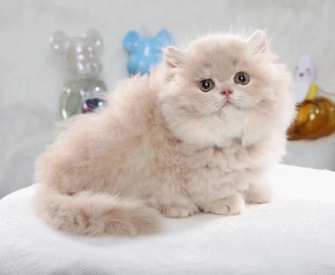 灰色猫咪是什么品种,玳瑁猫咪是什么品种