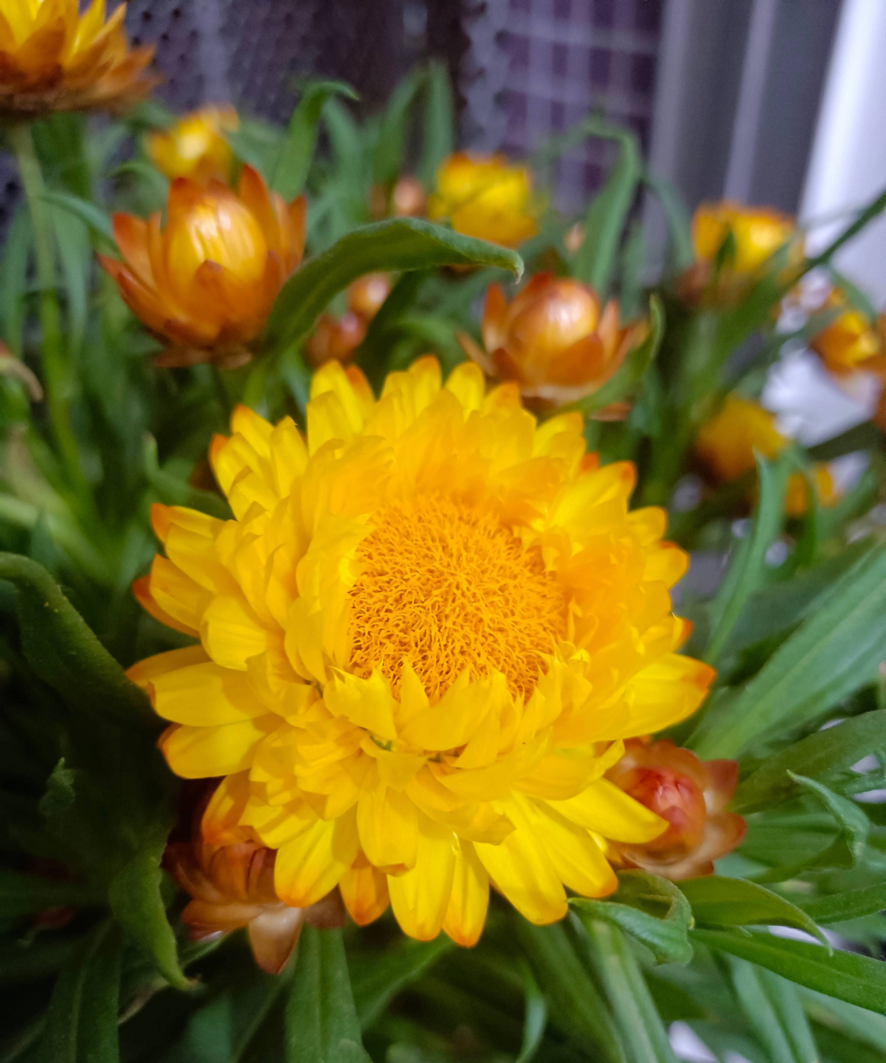 阳台养月季光照够吗,阳台喜光耐晒好养植物