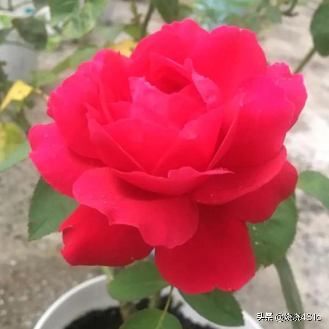 月季花开姹紫嫣红争奇斗艳,月季花开了千姿百态美不胜收