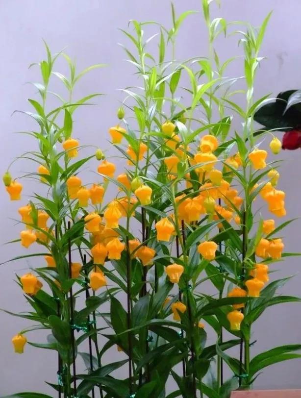 种球一年四季开花品种有哪些,硬根花卉种球大全图解