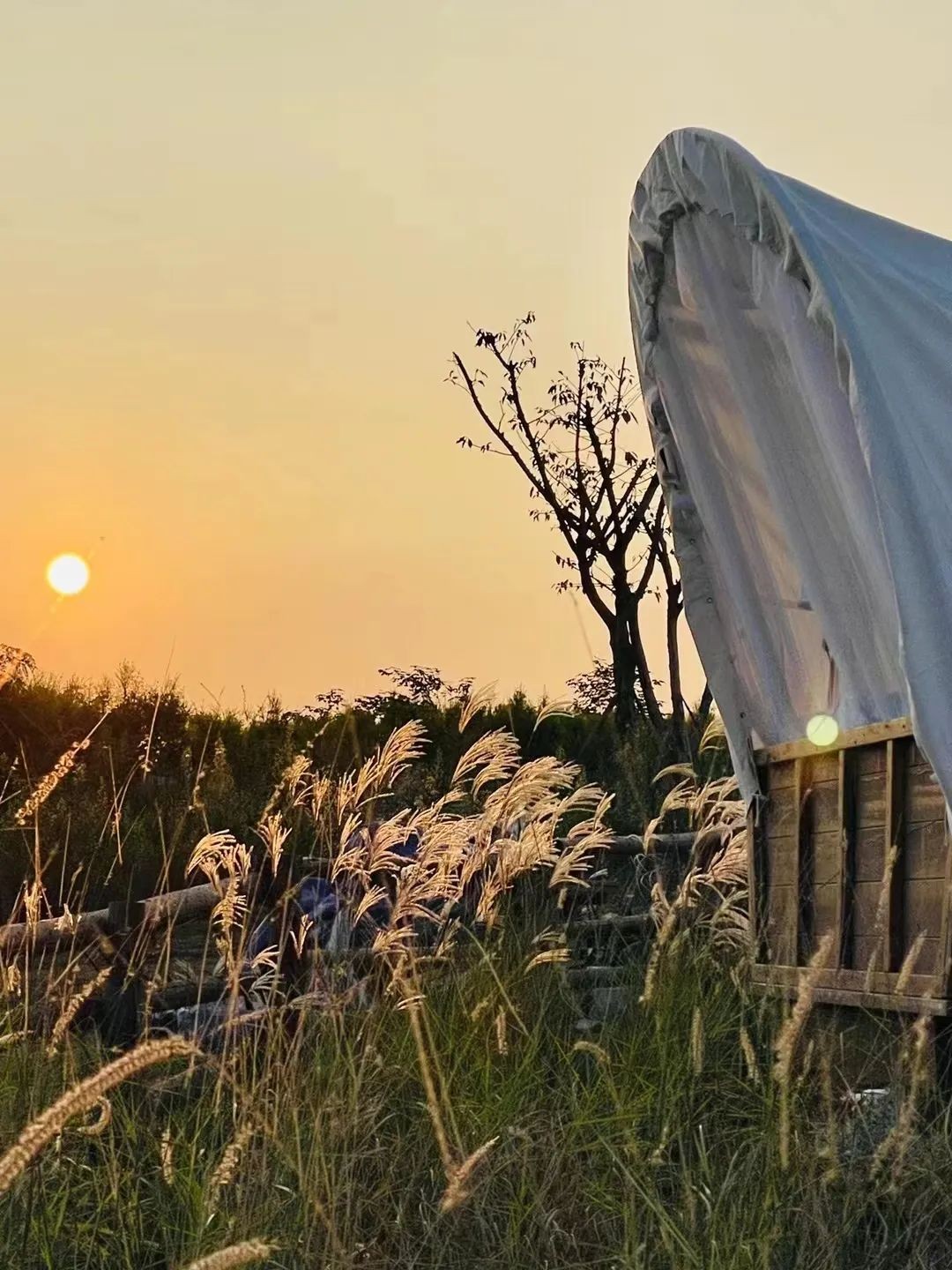 空港花田怎么免费开放,空港花田最新信息