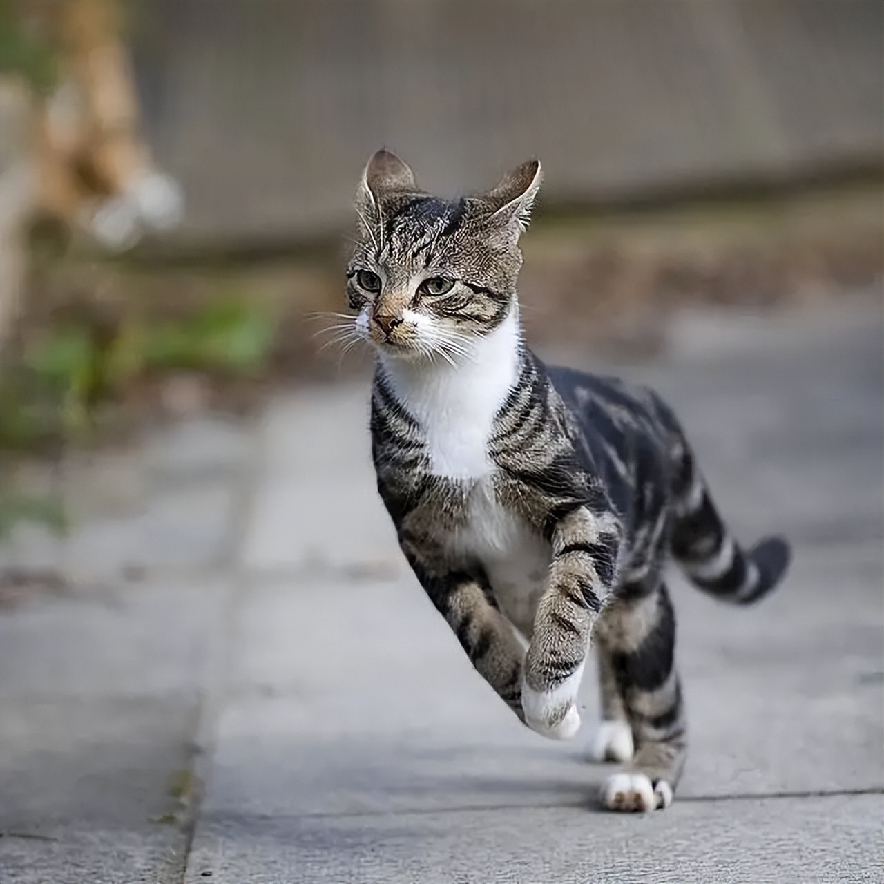 猫咪总是疯跑并往人身上蹦,猫咪大晚上疯跑然后对着我叫