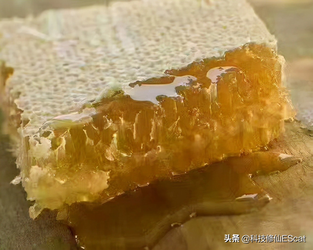 神奇宝贝蜜蜂进化过程,神奇的物种蜜蜂