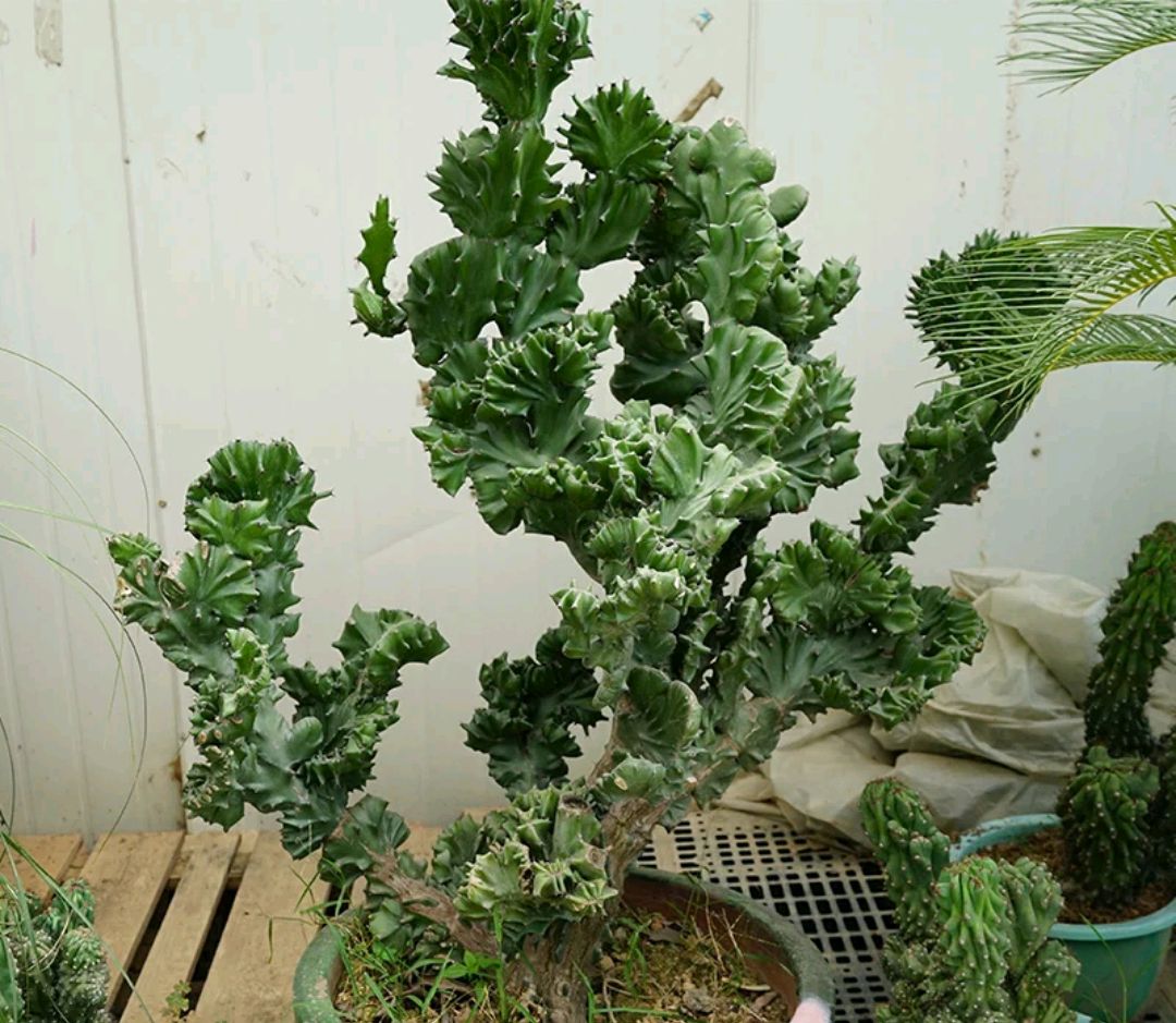 100个阳台养什么花好,100种阳台养的花草