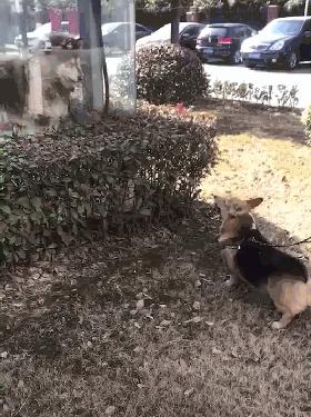 小柯基和金毛打架,小柯基大型阿拉斯加打架