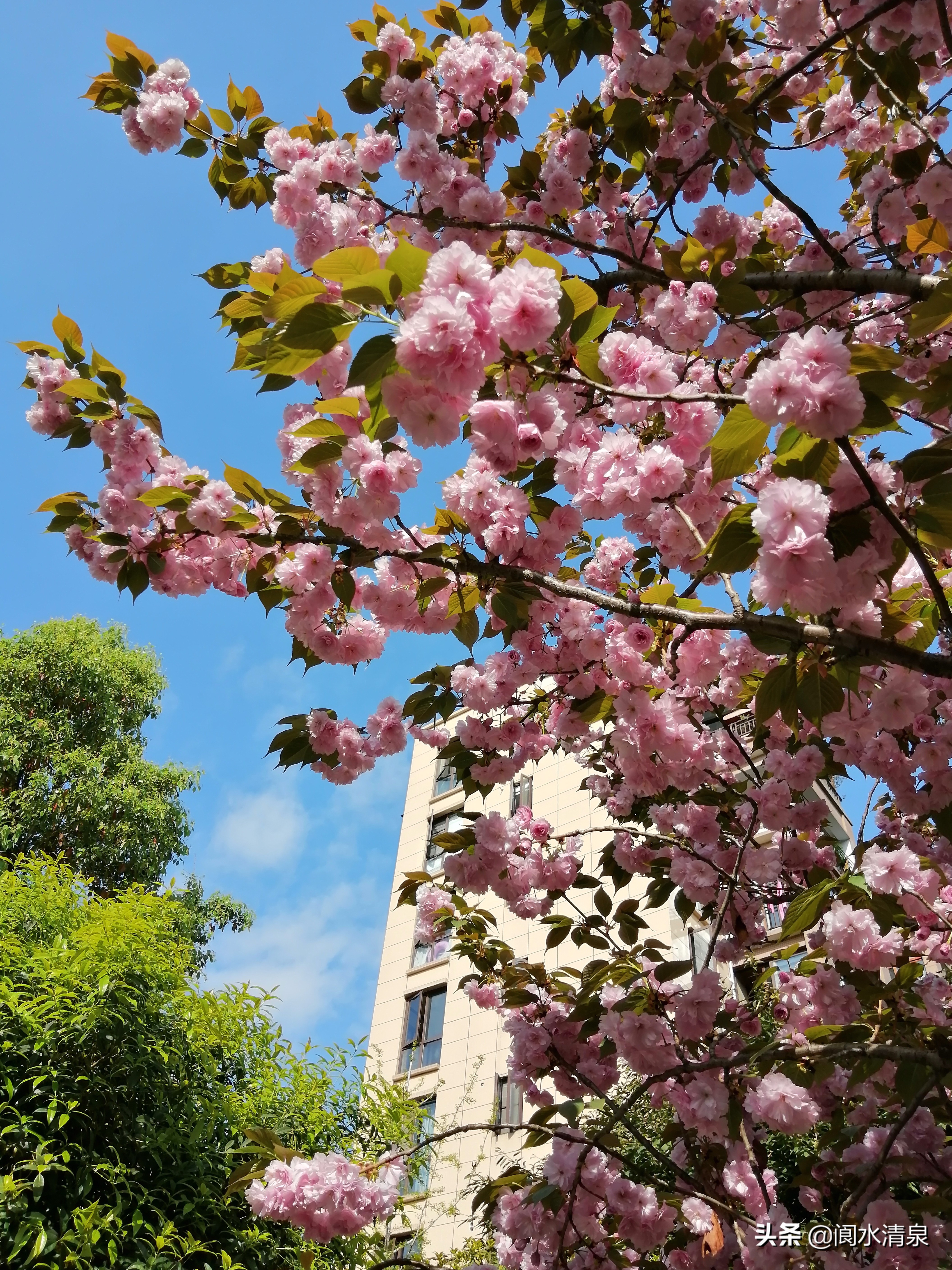 举目望樱花，一朵一朵笑语盈盈腾云来