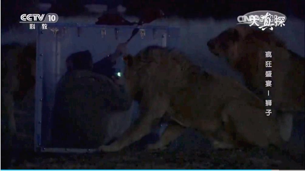 两个外国人吃狮子,两个外国人挑战被各种生物咬