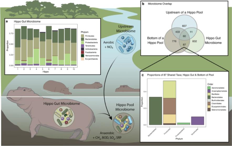 河马粪便致上万条鱼死亡,河马被粪便憋死