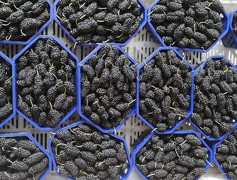 入夏后，遇到这5种碱性水果别手软，正当季，营养极高，别不懂吃