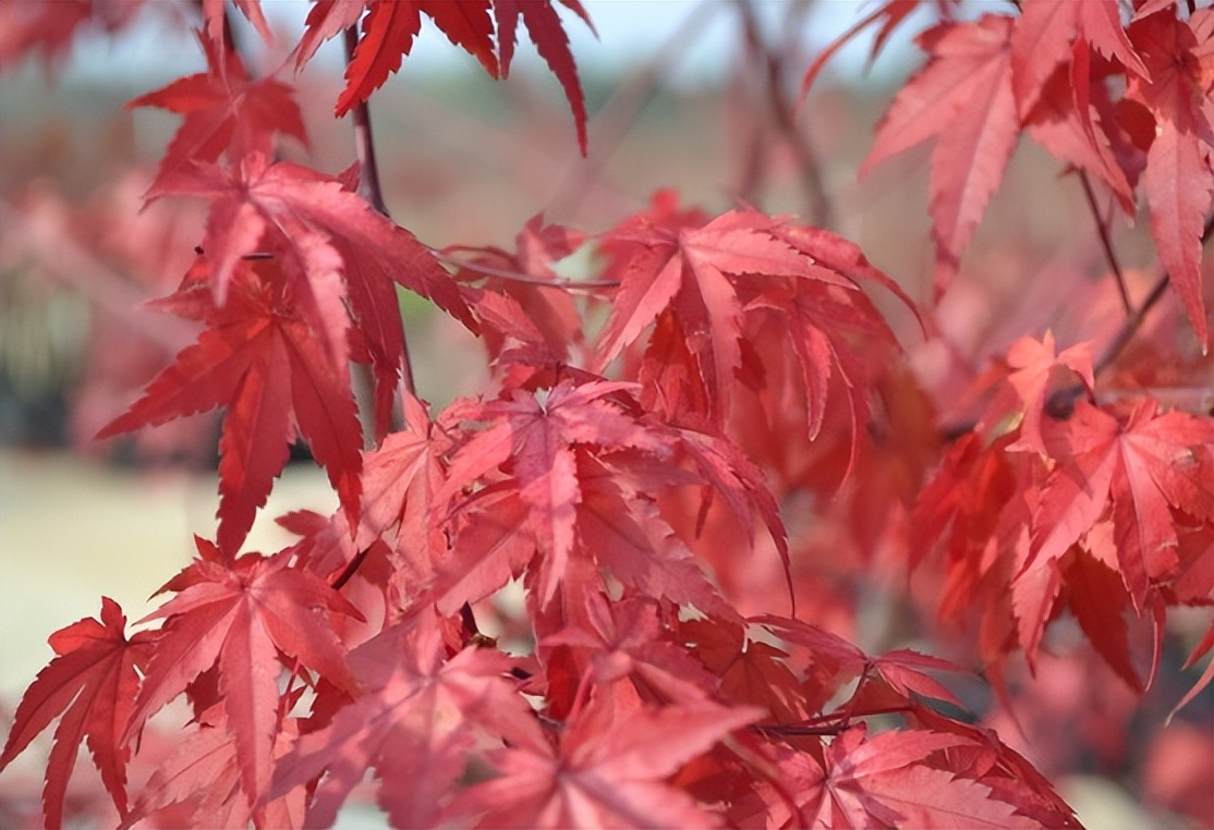 变红变绿的植物有哪些品种,拥有红色绿色两种颜色的植物